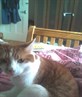 not me but my cat