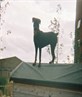 roxy on the shed lol