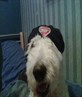 cool dog orrrr