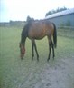 this is my horse shes my babey had her 14 year