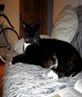 Fat Cat