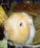 Wiggles