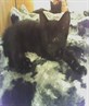 X.. my kitty lou lou ..X