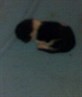 my jinksys kitten