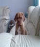 my dog de bordeaux 2 months old