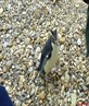Rockhopper pinguin - awwww!