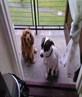 my dogs rhys and sammy