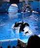 Seaworld