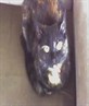 mi cat