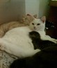 mommy boo, daddy scrag and baby tubz x