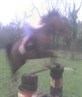 Me on grace jumping big, really bad photo!