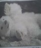 Aww Cutie Polar Bear