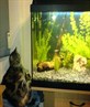 Fish tanks - Interactive TV for cats?