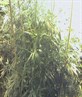 my best friend ganja