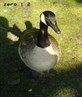 My new goose or duck friend.