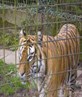 massive tiger, chester zoo
