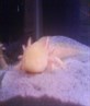 axolotl (shite)