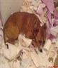 dog likes paper