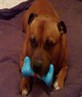 my dog