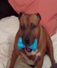 cool dog lol