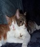 My 2 cats (2002)