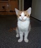 Biscuit before he got obese