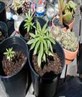 weed