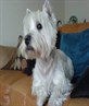 My dog.. Wilko