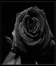 U GOOTA LOVE THE BLACK ROSE MAN