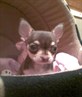 my little dog
