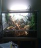 Snake Tank