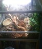 Snake Tank2