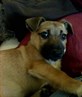 alfie dog xx