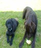 My 2 Labs, how cute?!?!?!