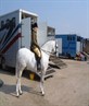 me and my other horse bruno at a show