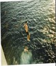 abandon ship!!