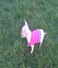 out for walkies, pretty in pink