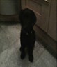 bit blurry.. but thats my puppy :)