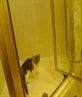 my kitten again... she thinks shes human!