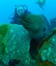 Me looking at a great Morray eel