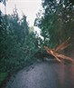 The tree