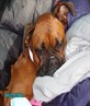 bella camping