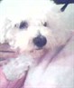 my little dog tallula.xx