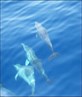 aww dolphins tenerife 07