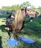 Myvery own sea horse!
