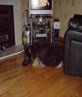 the pup