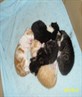my cats just had kittens