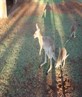 Skippy....taste nice as a burger :-)