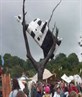 a cow ina tree