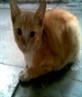 this is Orange my Lovely Kitten